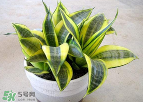 春天種什么植物？春天適合種什么植物？