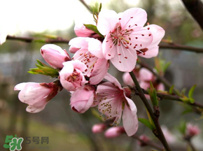 四月份還有桃花嗎？桃花幾月份開？