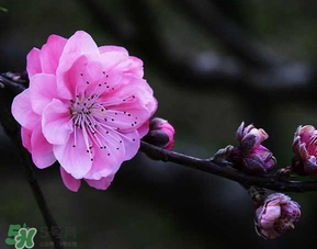 四月份還有桃花嗎？桃花幾月份開？