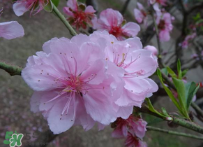 四月份還有桃花嗎？桃花幾月份開？