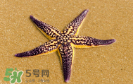 海星怎么吃？海星能吃嗎？