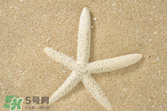 海星怎么吃？海星能吃嗎？