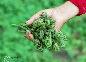 糖尿病能吃蕨菜嗎？糖尿病可以吃蕨菜嗎？