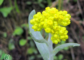 清明菜開花了能不能吃？清明菜怎么吃？