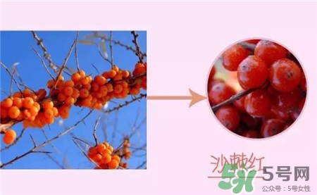 沙棘色口紅是什么顏色?沙棘色口紅推薦