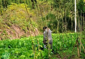 清明節(jié)種什么菜？清明節(jié)前后種什么菜？