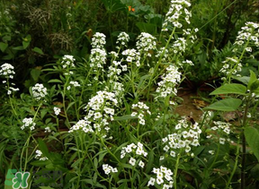 薺菜花可以泡茶嗎？薺菜花泡茶喝有什么功效？