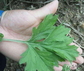 蒿子是艾葉嗎？蒿子和艾葉的區(qū)別