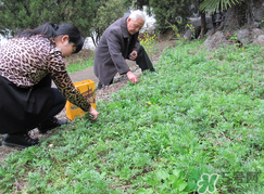 蒿子怎么保存？蒿子能放速凍保存嗎？