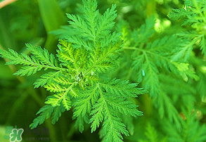 青蒿是什么植物？青蒿是種子植物還是裸子植物？