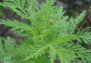 青蒿是什么植物？青蒿是種子植物還是裸子植物？