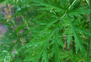 青蒿是什么植物？青蒿是種子植物還是裸子植物？