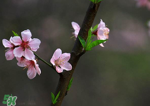 清明節(jié)還有桃花嗎？清明節(jié)去哪里看桃花？