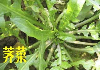 薺菜和狗肉能一起吃嗎？狗肉跟薺菜可以同食嗎？