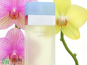 dolce gabanna香水哪款好聞？DG杜嘉班納香水推薦