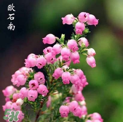 石楠花可以吃嗎？石楠花花語(yǔ)