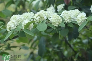 為什么學(xué)校要種石楠花？石楠花的味道為什么這么銷魂？