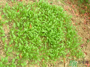 4月份可以種菠菜嗎？菠菜幾月份種？