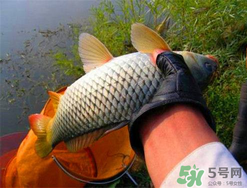 四月份可以釣鯉魚(yú)嗎？四月份怎么釣鯉魚(yú)？