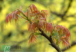 香椿多少錢一斤？香椿芽多少錢一斤2017？