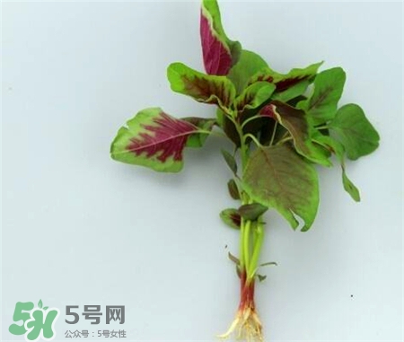 莧菜根的營(yíng)養(yǎng)價(jià)值 莧菜根的功效與作用