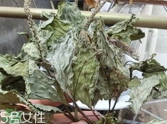 豬肚菜的營(yíng)養(yǎng)價(jià)值_豬肚菜的功效與作用及食用方法