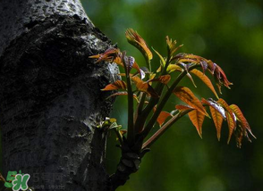 香椿芽可以冷凍嗎？香椿芽怎么冷凍？