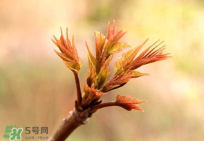 香椿芽可以冷凍嗎？香椿芽怎么冷凍？