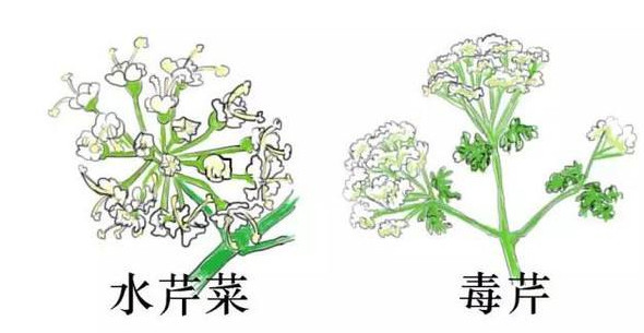 水芹菜有毒嗎？水芹菜有沒有毒