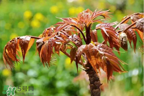 香椿紅的好還是綠的好？香椿紅色好還是綠色好？