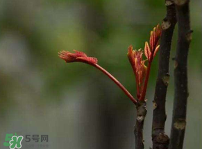 香椿有幾種？香椿哪種好？