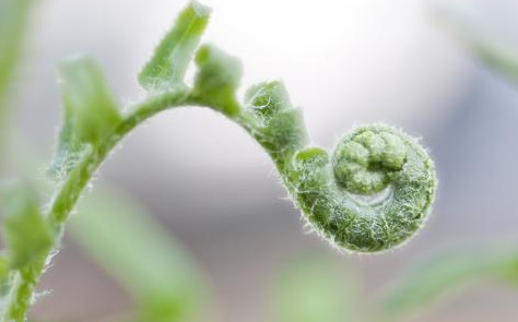 蕨菜到底能不能吃？山上的蕨菜能不能吃