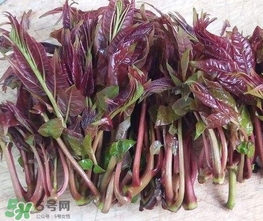 香椿芽怎么吃？新鮮香椿芽怎么吃