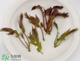 香椿能泡茶嗎？香椿茶的功效與作用