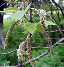 蒸構樹花兒的功效 蒸構樹花兒有什么功效？