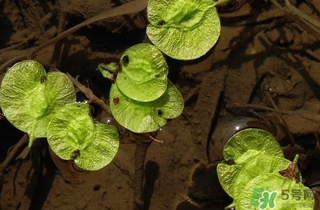 榆錢是榆樹(shù)的什么？榆錢是花還是果實(shí)