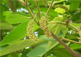 蒸構樹花兒孕婦可以吃嗎？孕婦可以吃蒸構樹花兒嗎？