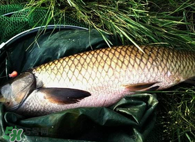 4月份可以釣草魚嗎？4月份如何釣草魚？