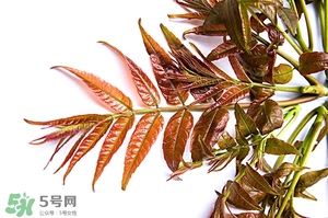 香椿樹(shù)什么時(shí)候發(fā)芽？香椿樹(shù)什么時(shí)候種植