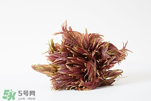 香椿樹(shù)什么時(shí)候發(fā)芽？香椿樹(shù)什么時(shí)候種植