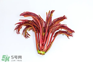 香椿樹(shù)什么時(shí)候發(fā)芽？香椿樹(shù)什么時(shí)候種植