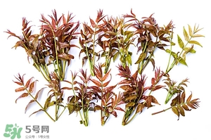 香椿樹(shù)什么時(shí)候發(fā)芽？香椿樹(shù)什么時(shí)候種植