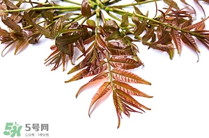 香椿樹(shù)什么時(shí)候發(fā)芽？香椿樹(shù)什么時(shí)候種植