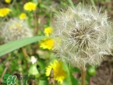 婆婆丁和薺菜的區(qū)別_婆婆丁和薺菜怎么區(qū)分