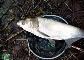 4月份能釣鰱魚嗎？四月份能釣鰱魚嗎？