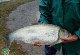 4月份能釣鰱魚嗎？四月份能釣鰱魚嗎？