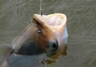 4月份能釣鰱魚(yú)嗎？四月份能釣鰱魚(yú)嗎？