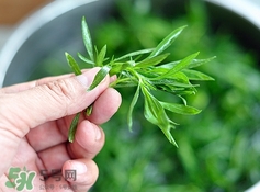 掃帚菜有什么功效？掃帚菜的功效與作用