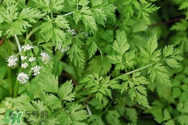 有毒的野芹菜圖片 不能吃的野芹菜圖片