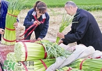 蒜苔頭能吃嗎？蒜苔頭可以吃嗎